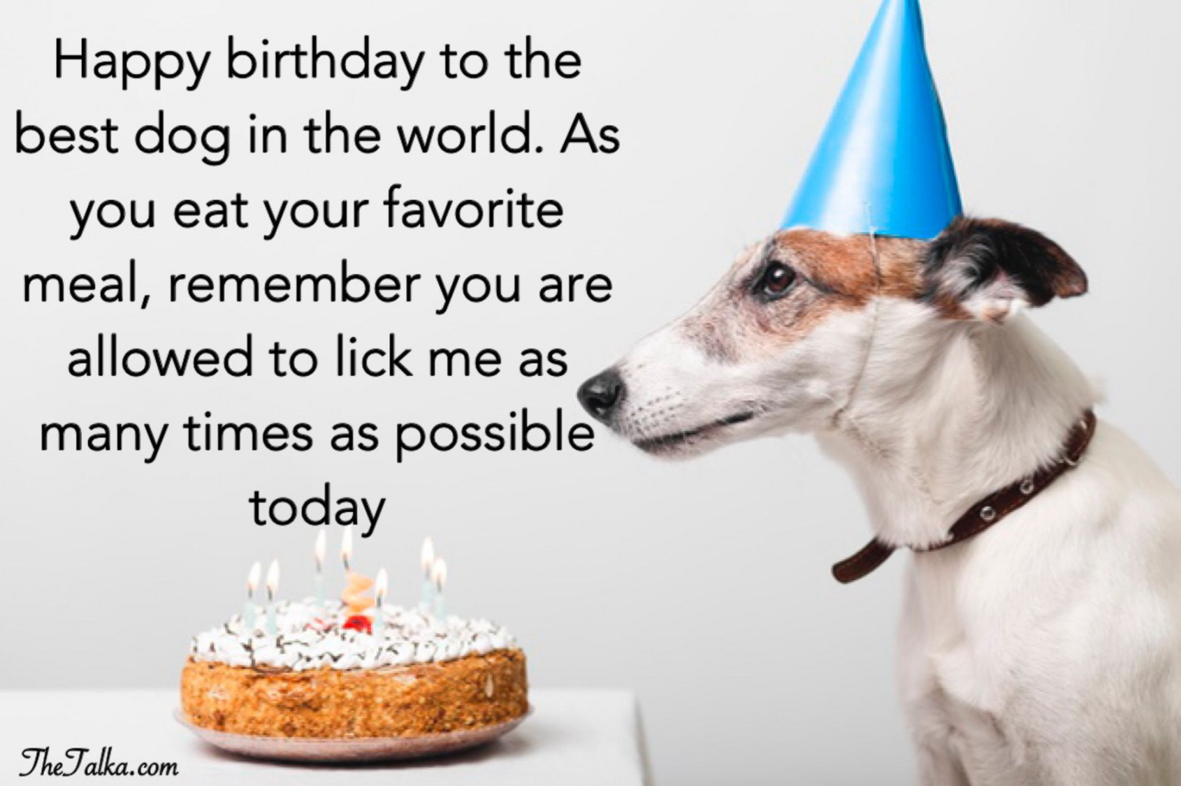 Cute Happy Birthday Wishes For Dog  Cute happy birthday wishes