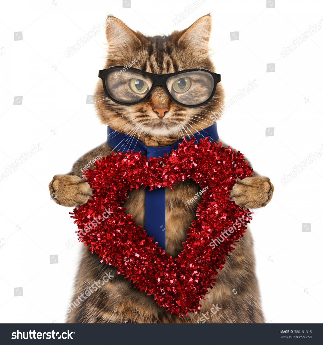 Funny Cat Presents Happy Valentines Day Stock Photo