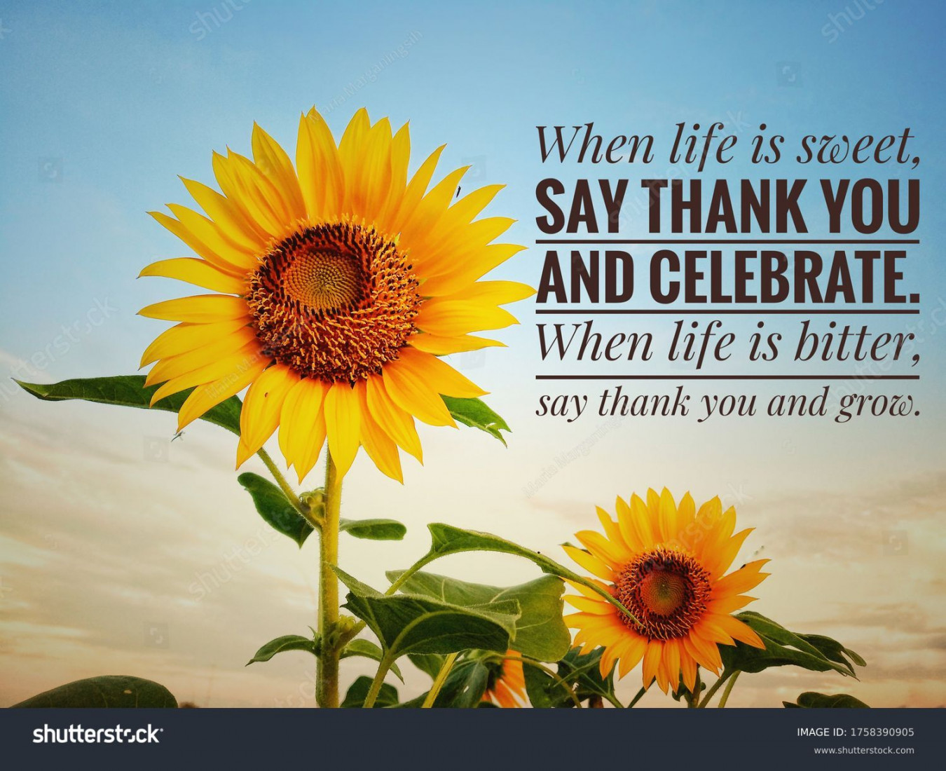 , Gratitude Quotes Images, Stock Photos, D objects