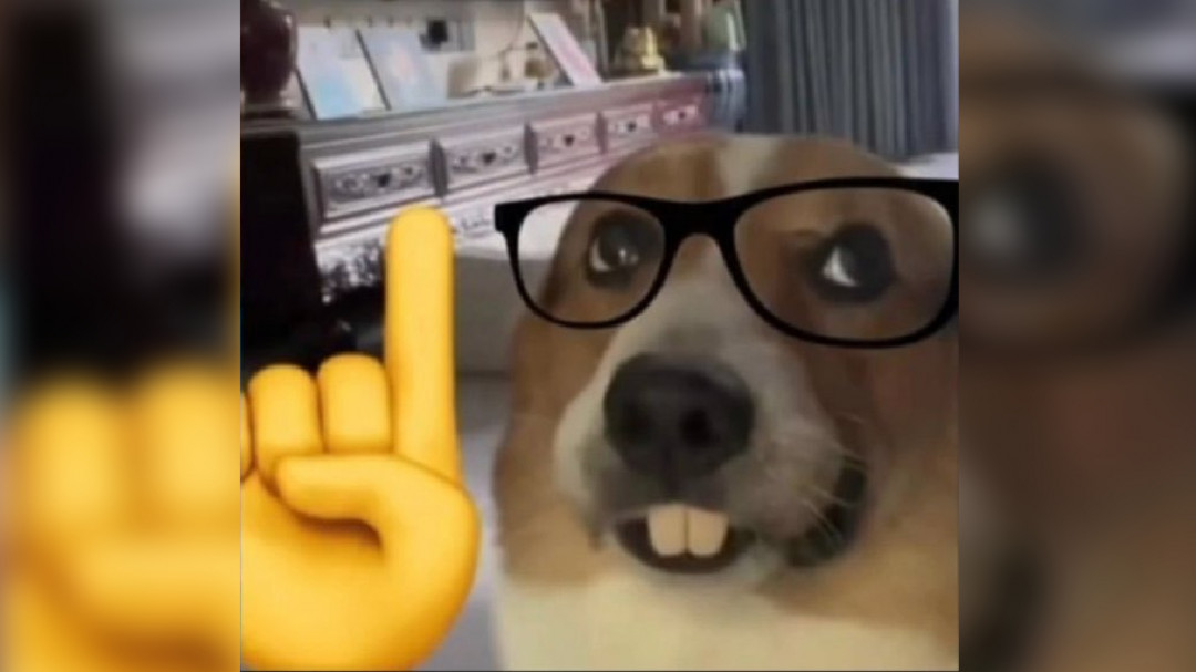 Nerd Dog  Know Your Meme