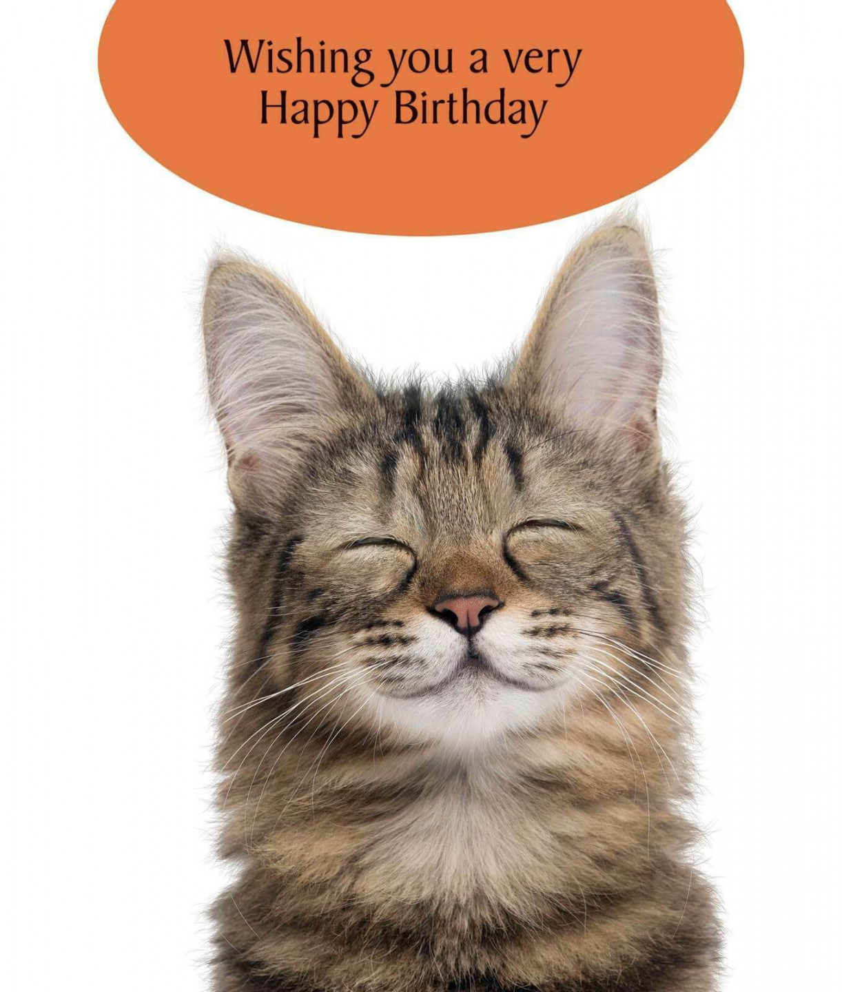 A Very Happy Birthday Cat Greeting Card Cat Lovers Humorous