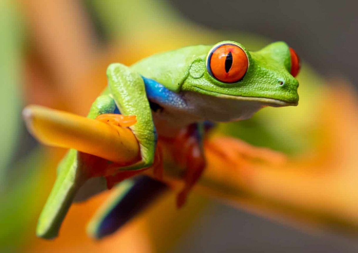 Are Frogs a Symbol of Luck? Symbolization, FAQ, & History  Animal