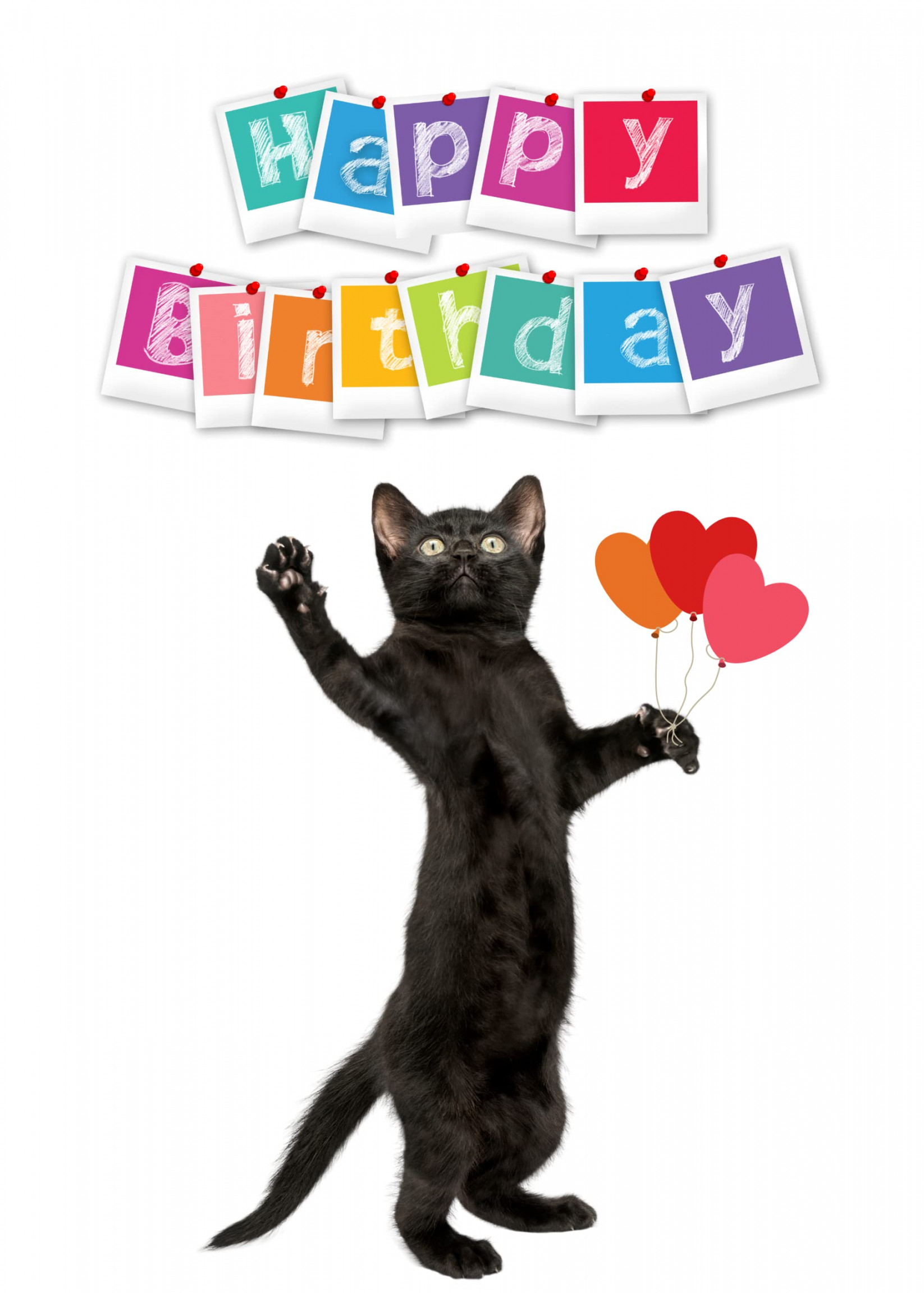 Cats Birthday Card - Black Cat & Envelope