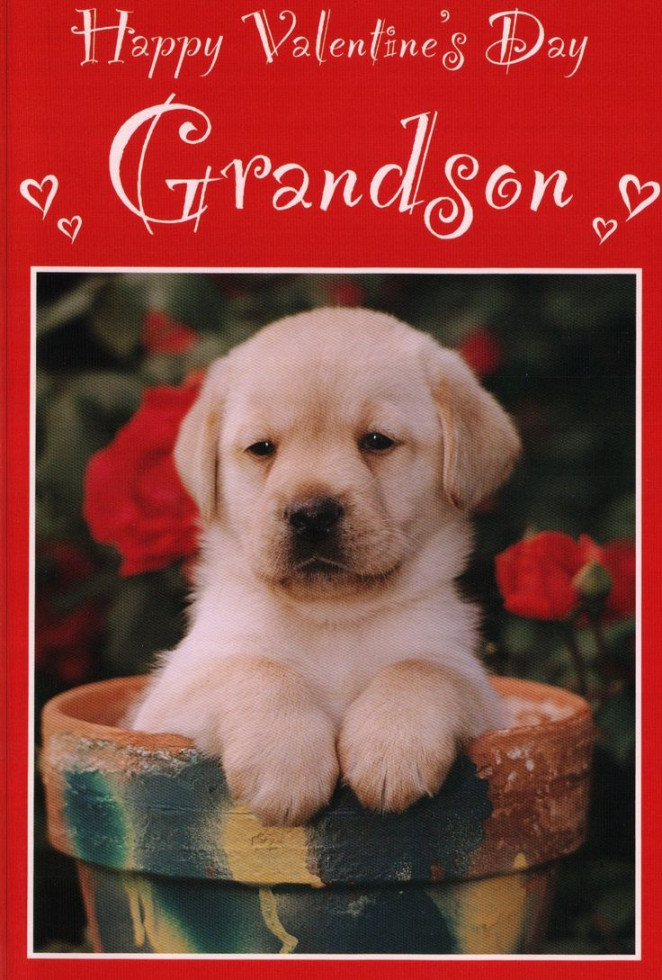 Grandson Valentines Puppy  Valentines, Happy valentines day