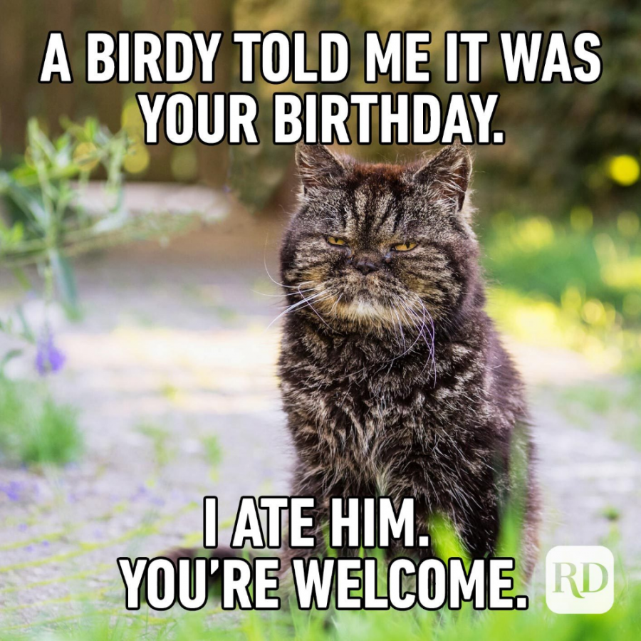 of the Funniest Happy Birthday Memes  Birthday humor, Happy