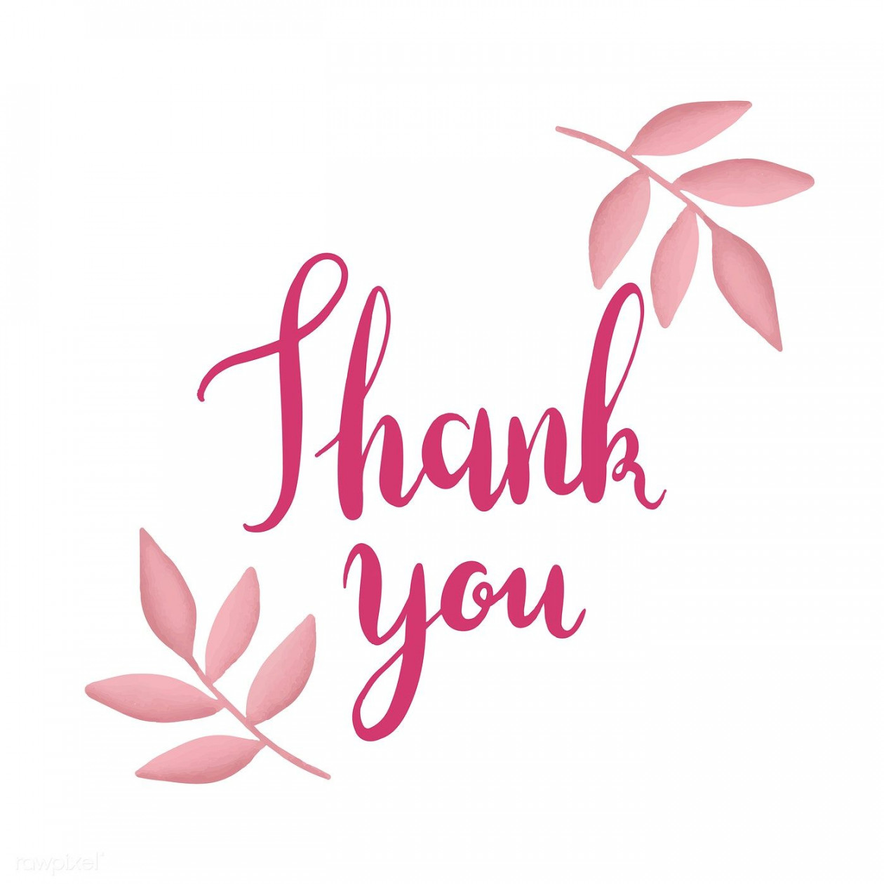 Pink thank you typography vector  free image by rawpixel