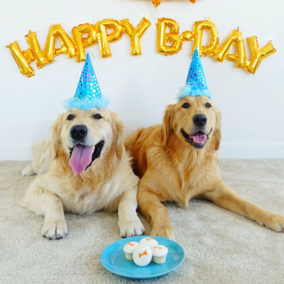 Ways to Celebrate Your Dog