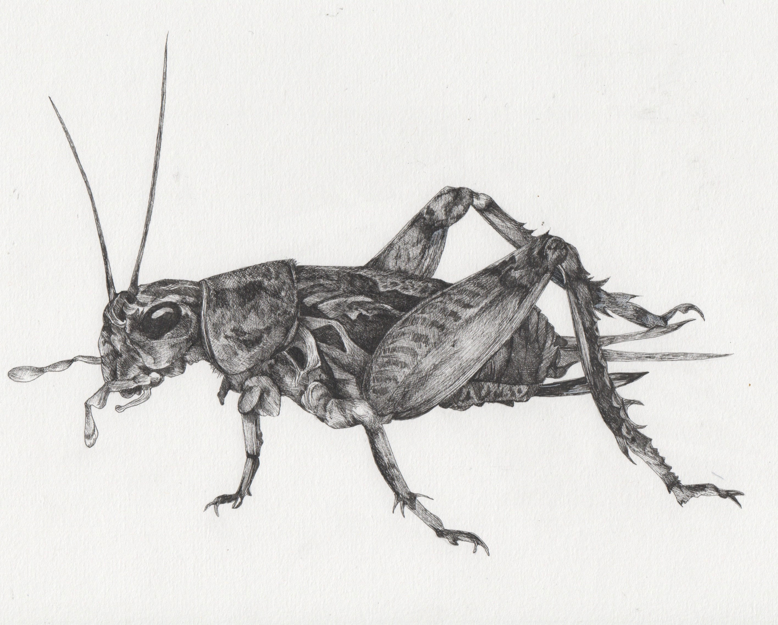 A Detailed Pen Drawing of a Cricket insect Quirky and Unique