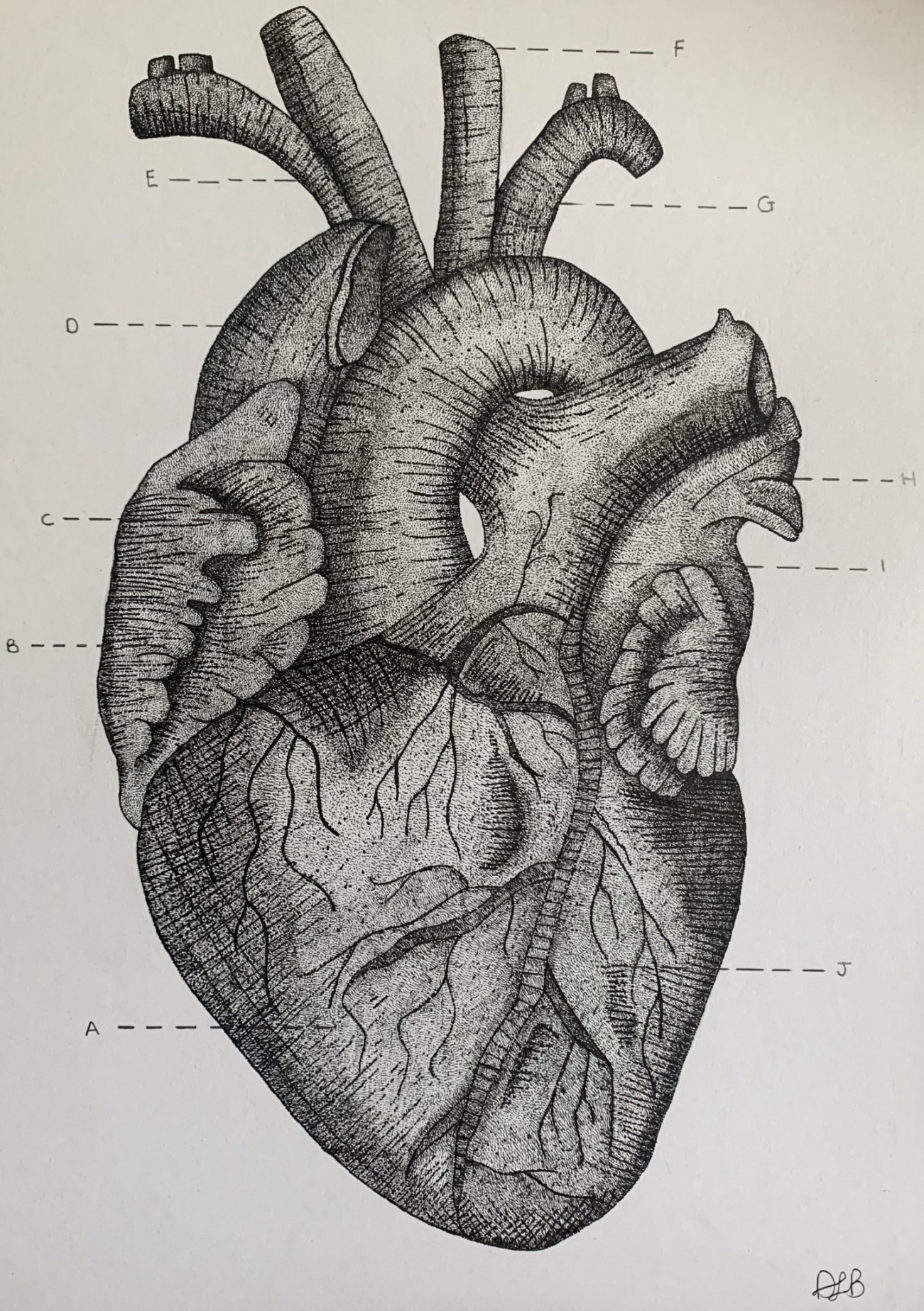 Anatomical Heart