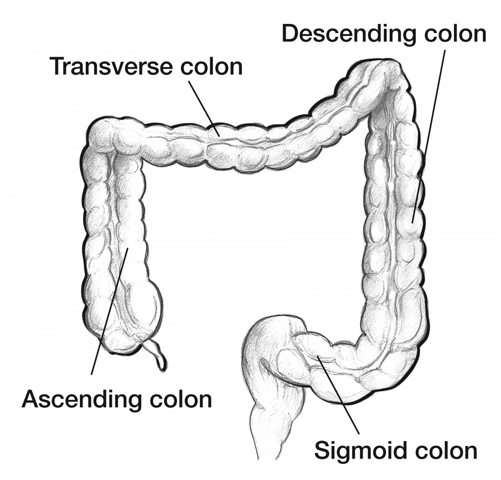 Anatomy of the colon - Media Asset - NIDDK