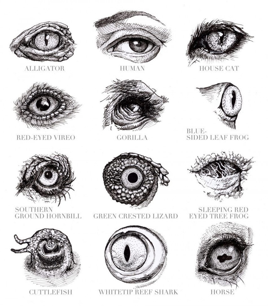 animals eyes Archives   Eye drawing, Eye art, Monster eyes