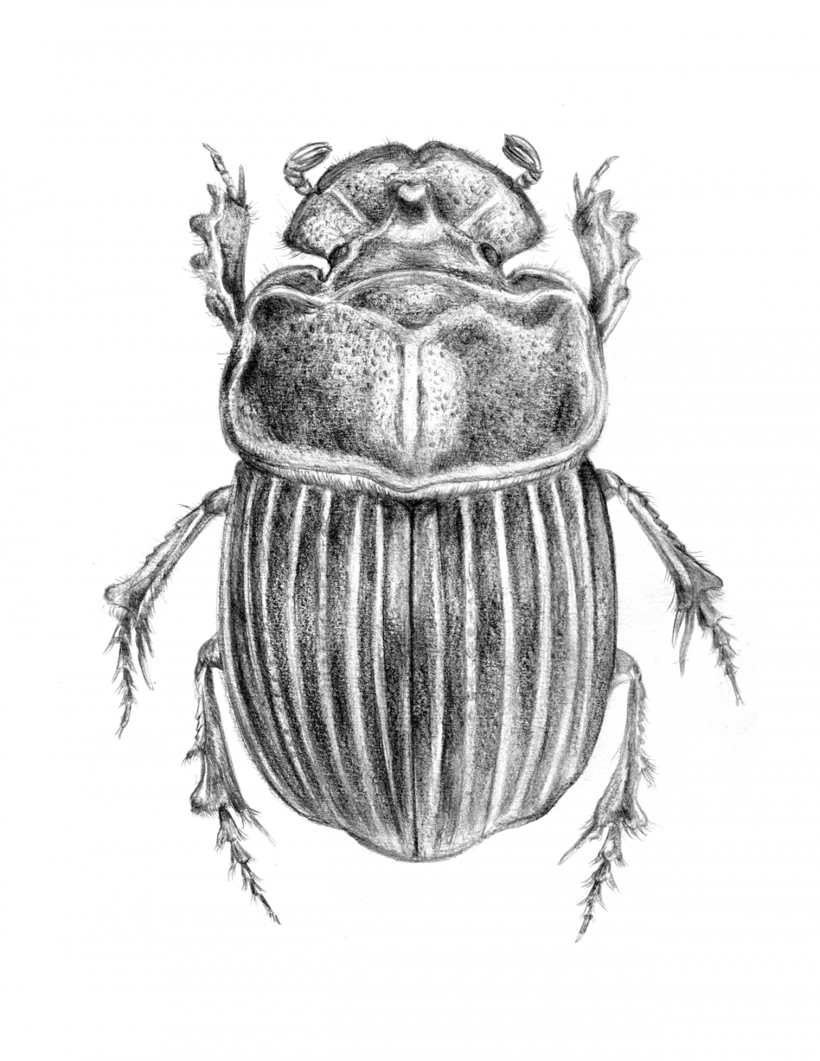 Another practice drawing, a Horned Dung Beetle.