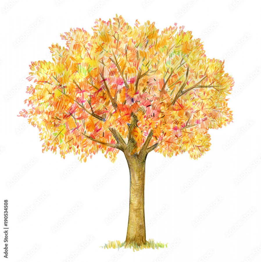 Autumn tree handdrawing isolated on white. Four seasons