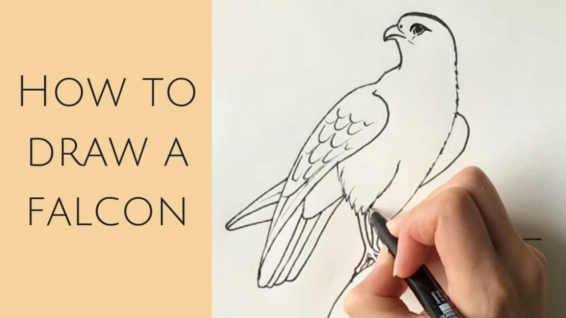 Beginners - How to draw a falcon