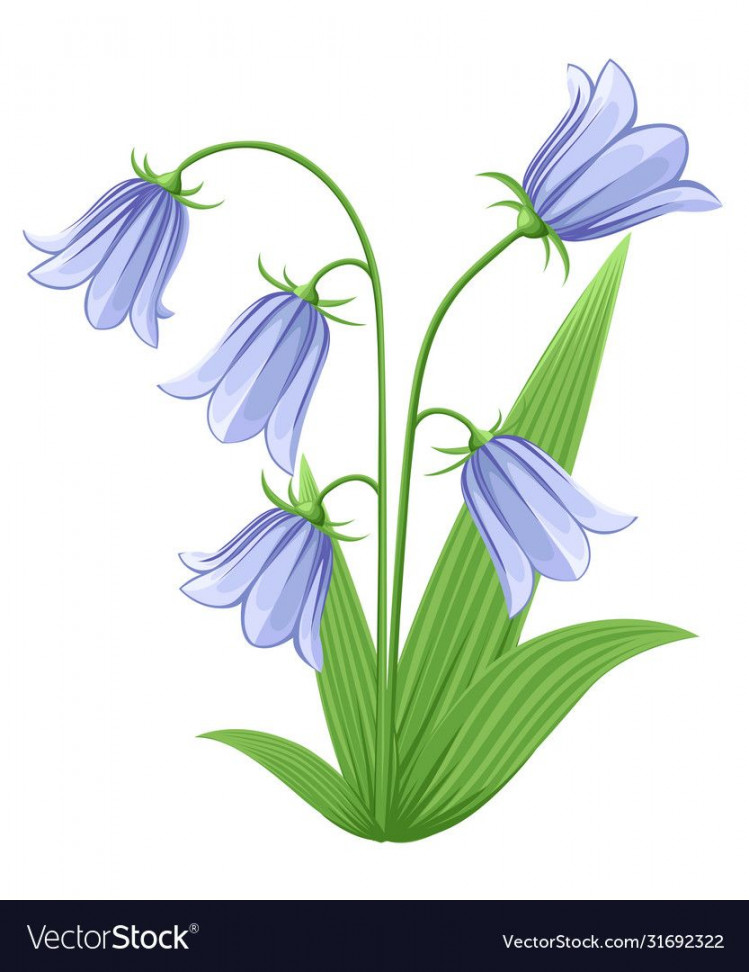 Bell-flowers Campanula Hand drawn vector illustration of blue bell