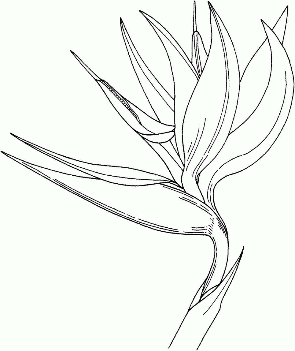 Bird of Paradise Flower Coloring Online  Super Coloring - ClipArt