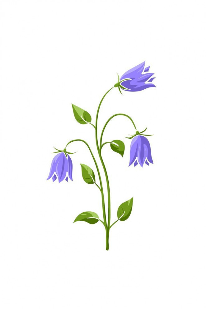 Bluebell Drawing  Easy flower drawings, Flower drawing, Cool drawings