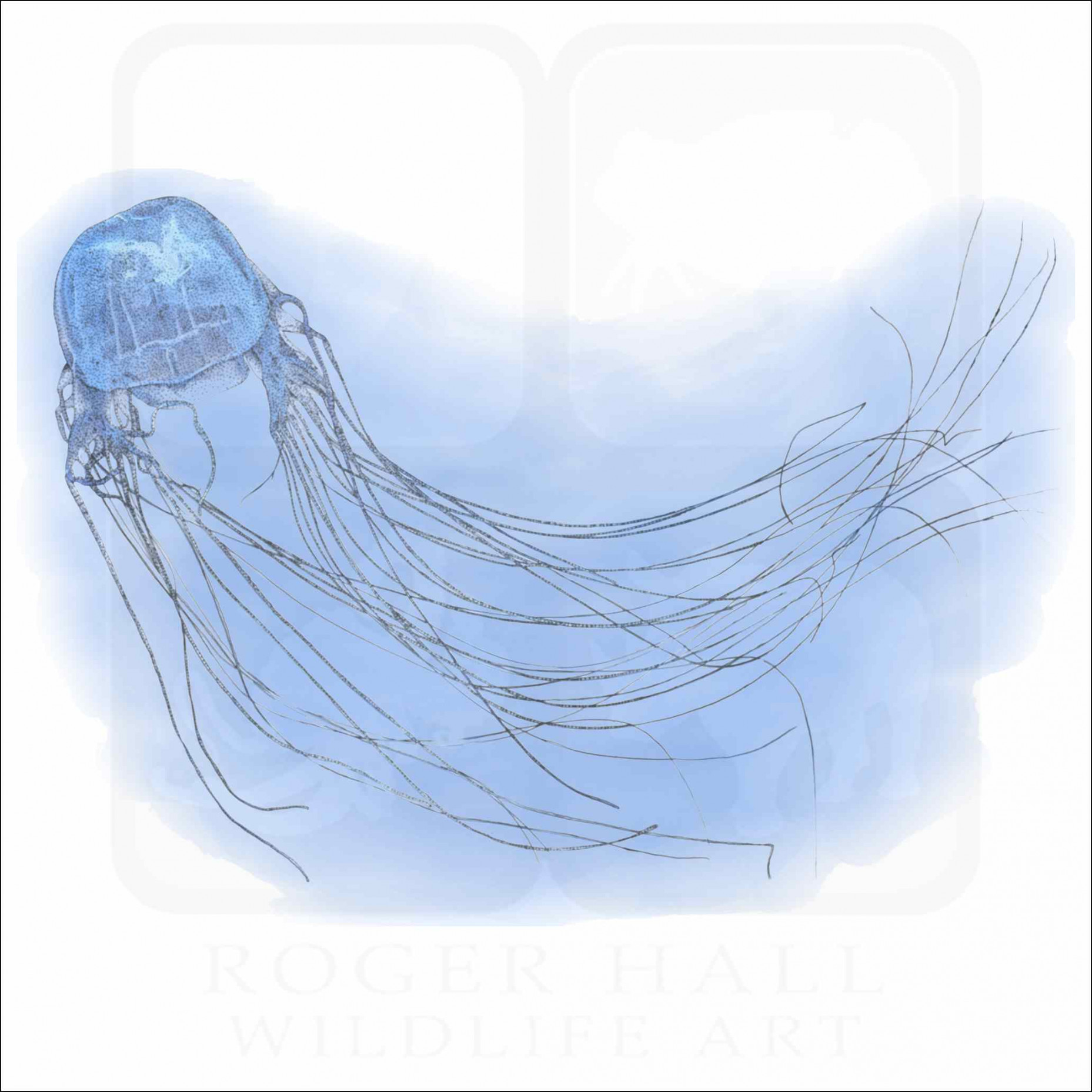 Box Jellyfish - Signed Fine Art Print