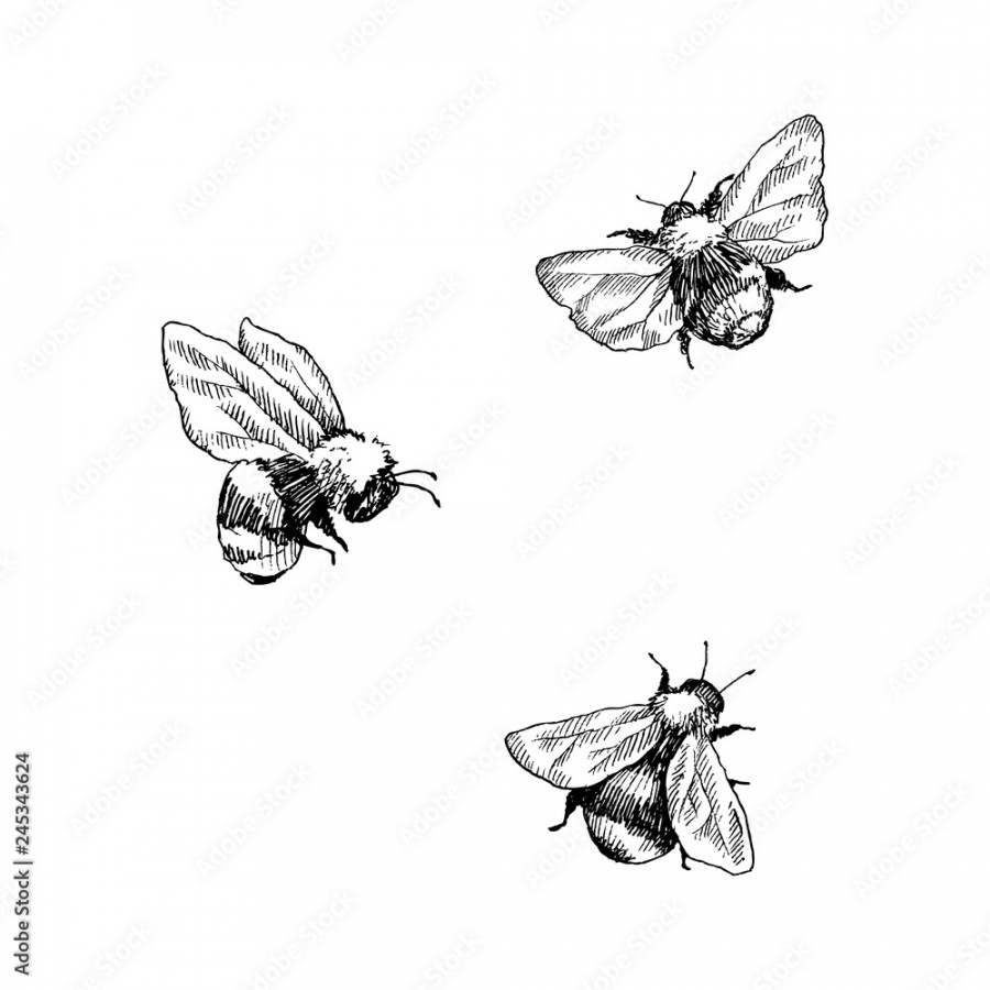 Bumblebee set. Hand drawn vector illustration