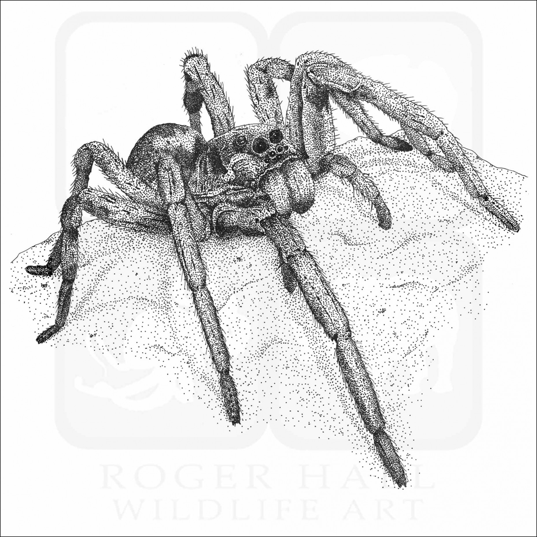 Carolina Wolf Spider - Signed Fine Art Print