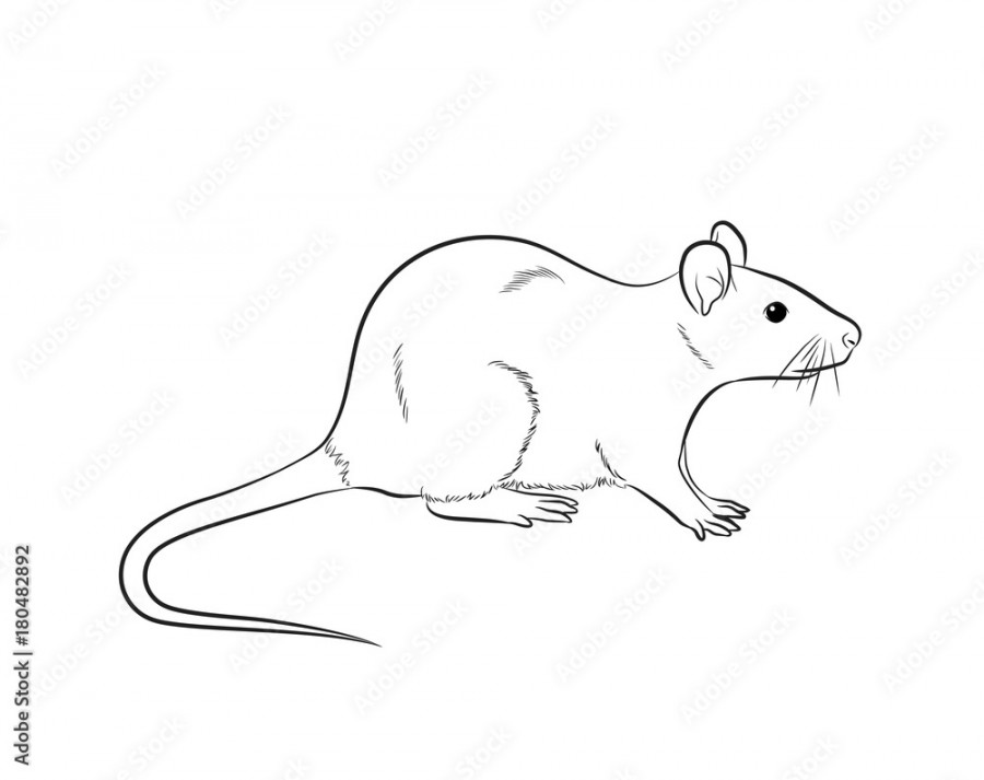 Cartoon Mouse Drawing Vector Stock-Vektorgrafik  Adobe Stock