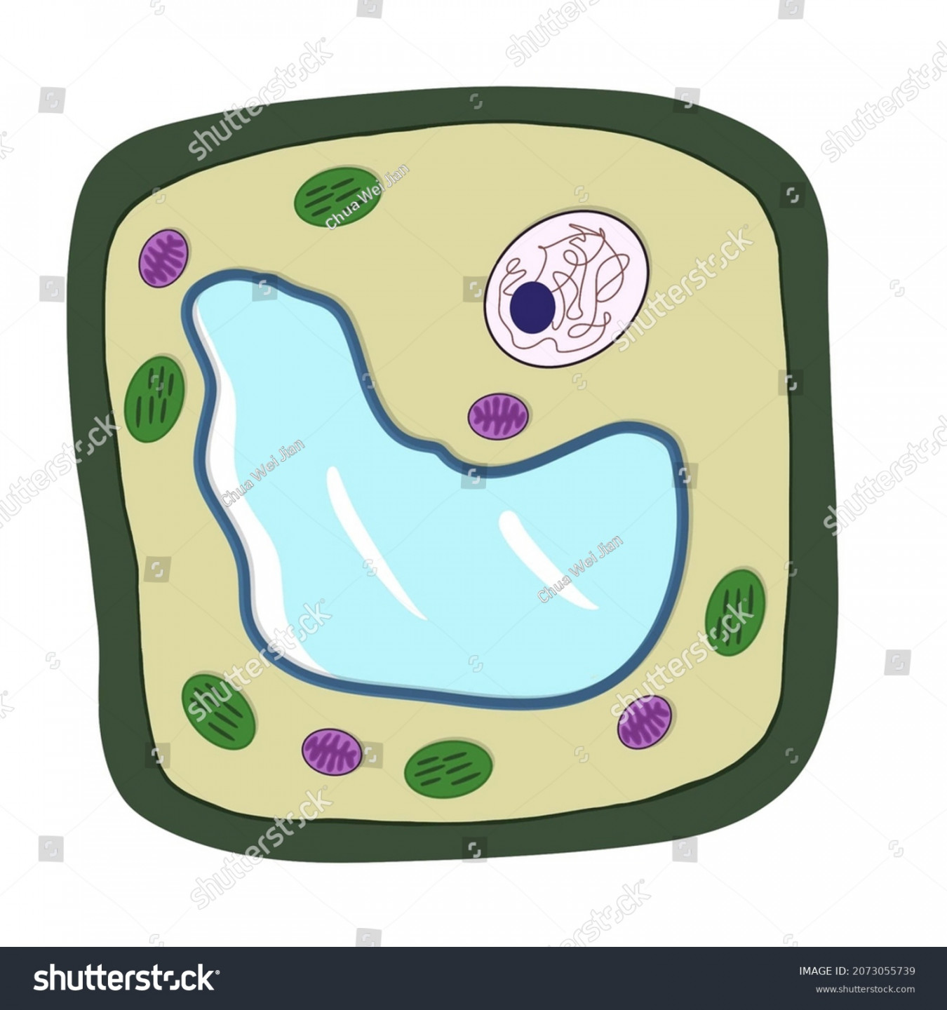 Central Vacuole Royalty-Free Images, Stock Photos & Pictures