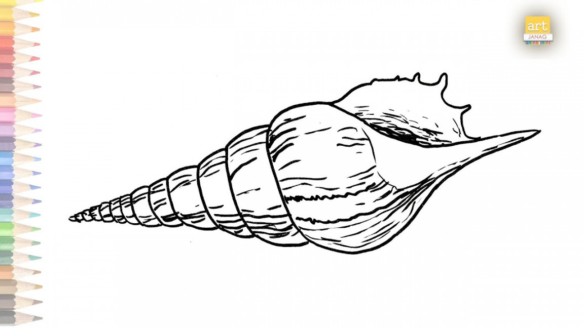 Conch drawing easy  How to draw Conch shell drawing step by step  Draw A  Conch  Outline drawings