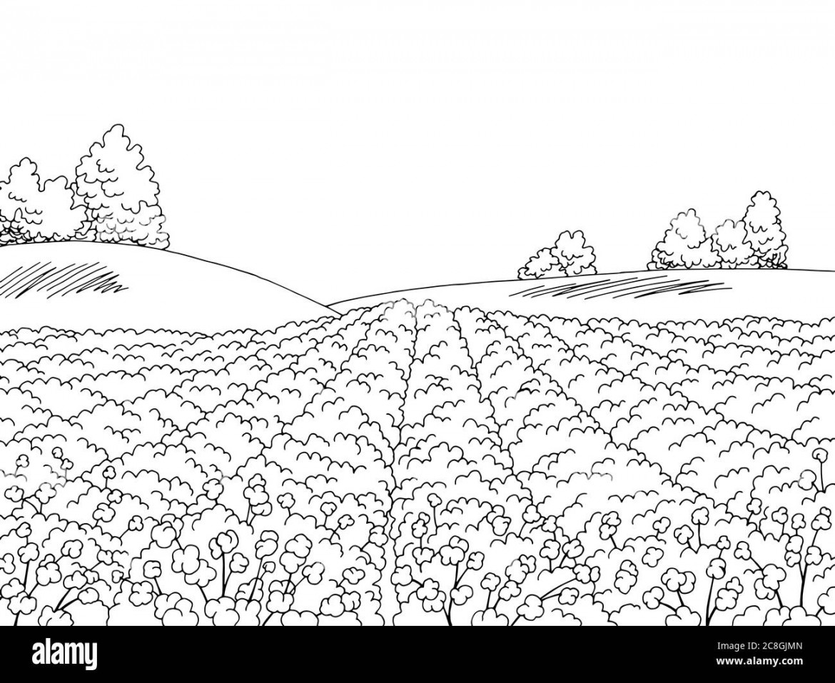 Cotton field graphic black white landscape sketch illustration