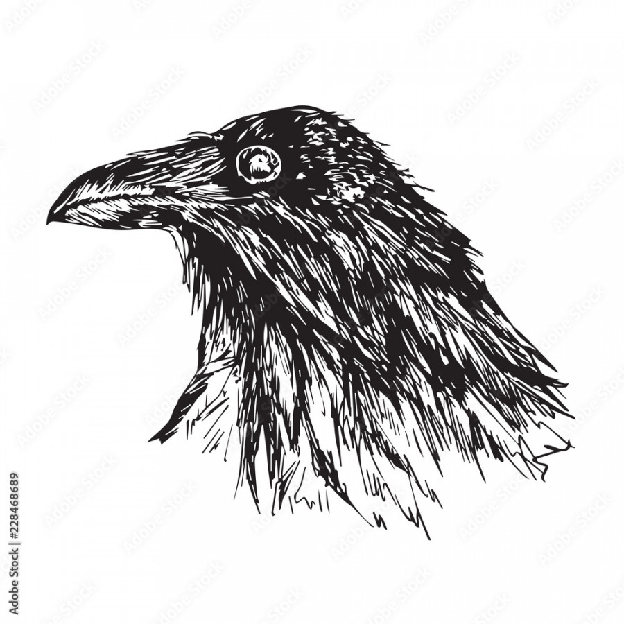 Crow head portrait, hand drawn doodle, sketch outline, vector