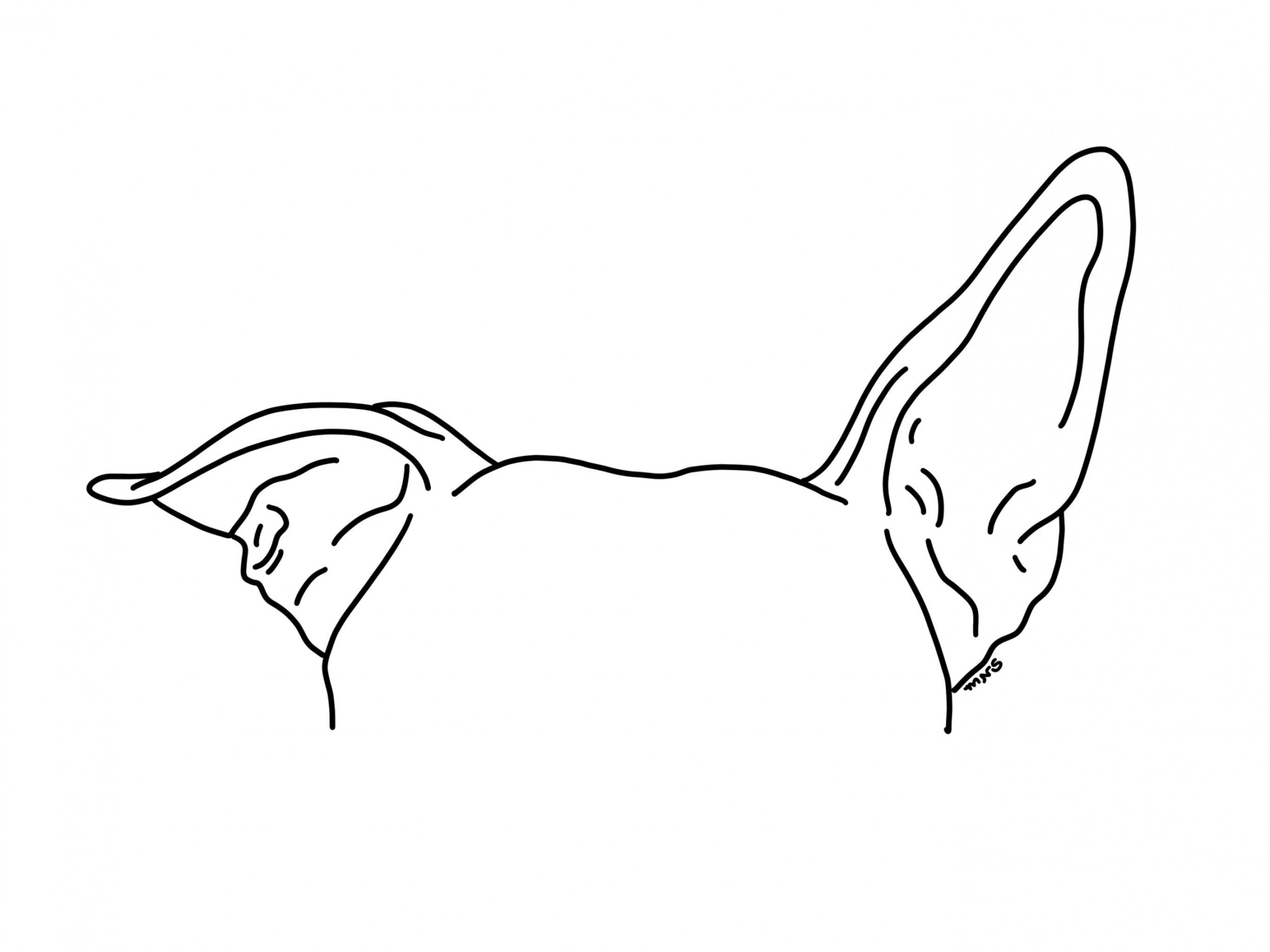 Custom Pet Ear Outline Drawing, Dog Ear Drawing, Cat Ear Drawing