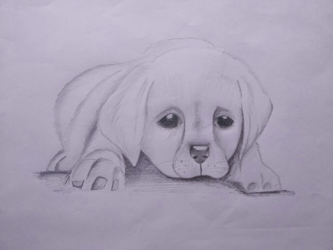 Cute dog drawing ❤ easy pencil sketch  Dog drawing simple, Dog