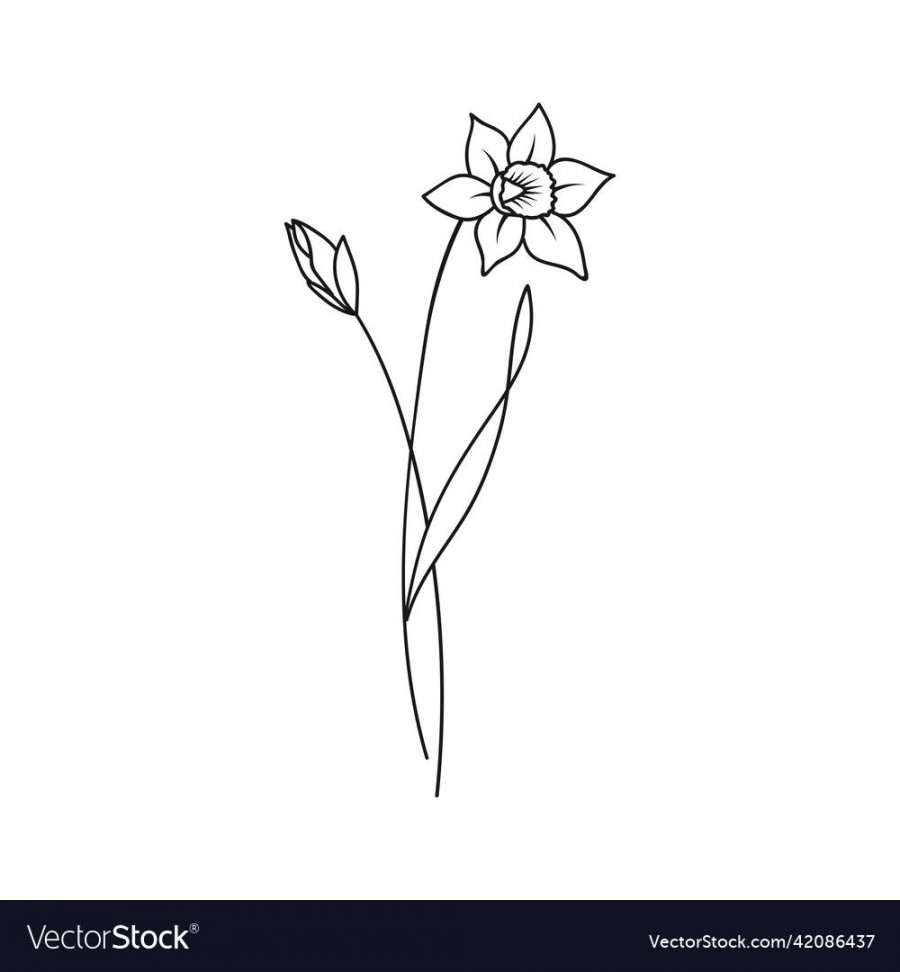 Daffodil march birth month flower vector image on VectorStock