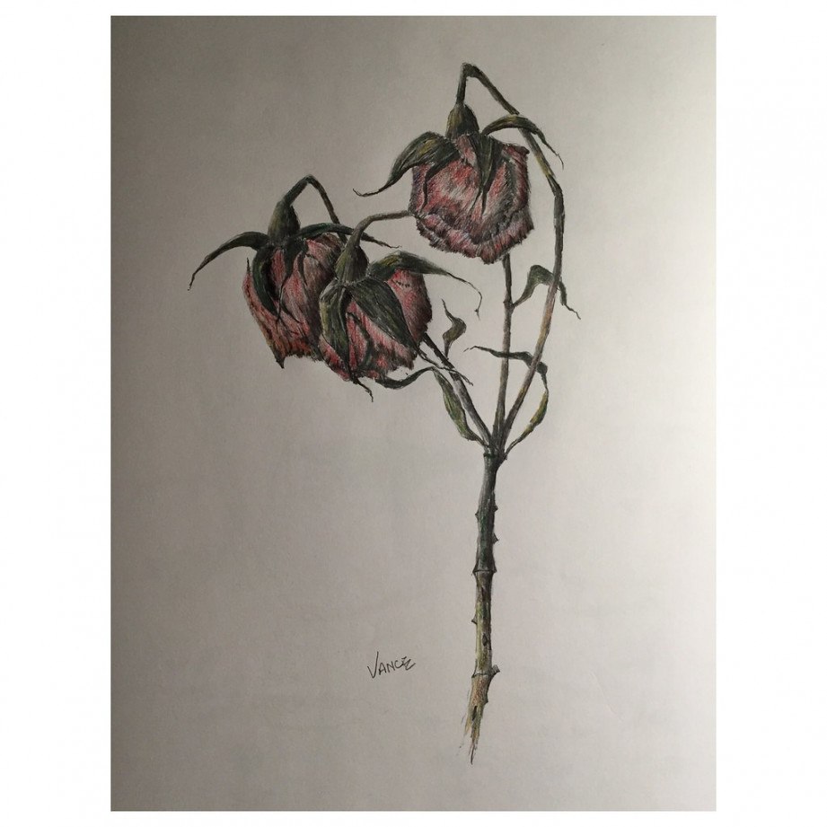 Dead Roses. Colored pencil over graphite pencil drawing