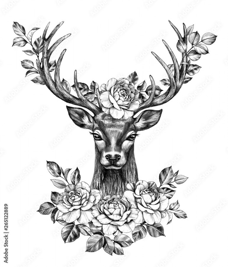 Deer with Rose Flowers Pencil Drawing Stock-Illustration  Adobe Stock