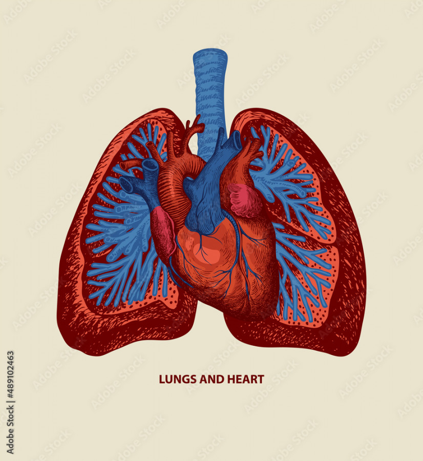 Detailed drawing of human lungs and heart in red and blue colors