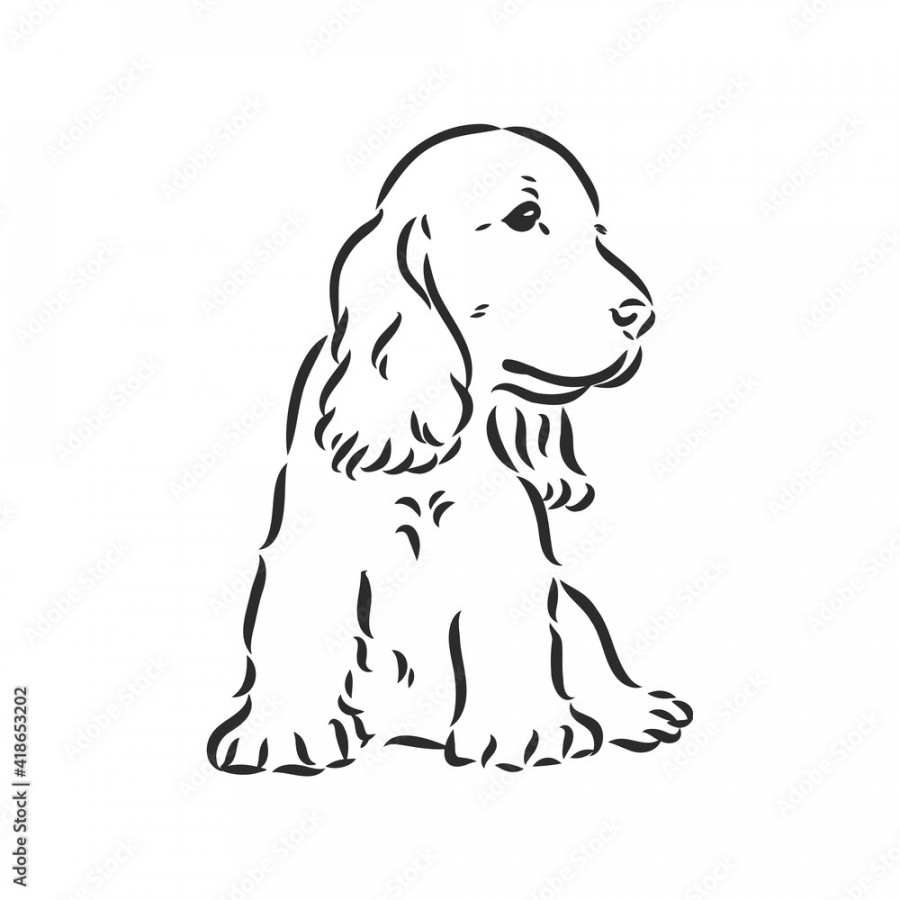 dog breed Cocker Spaniel muzzle, sketch vector graphics black and