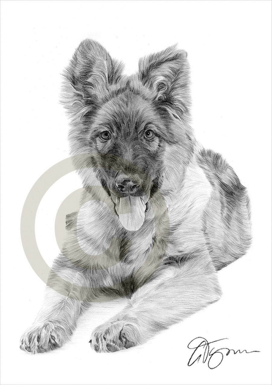 Dog German Shepherd Puppy pencil drawing print - A size - artwork signed  by artist Gary Tymon - Ltd Ed  prints only - pencil portrait