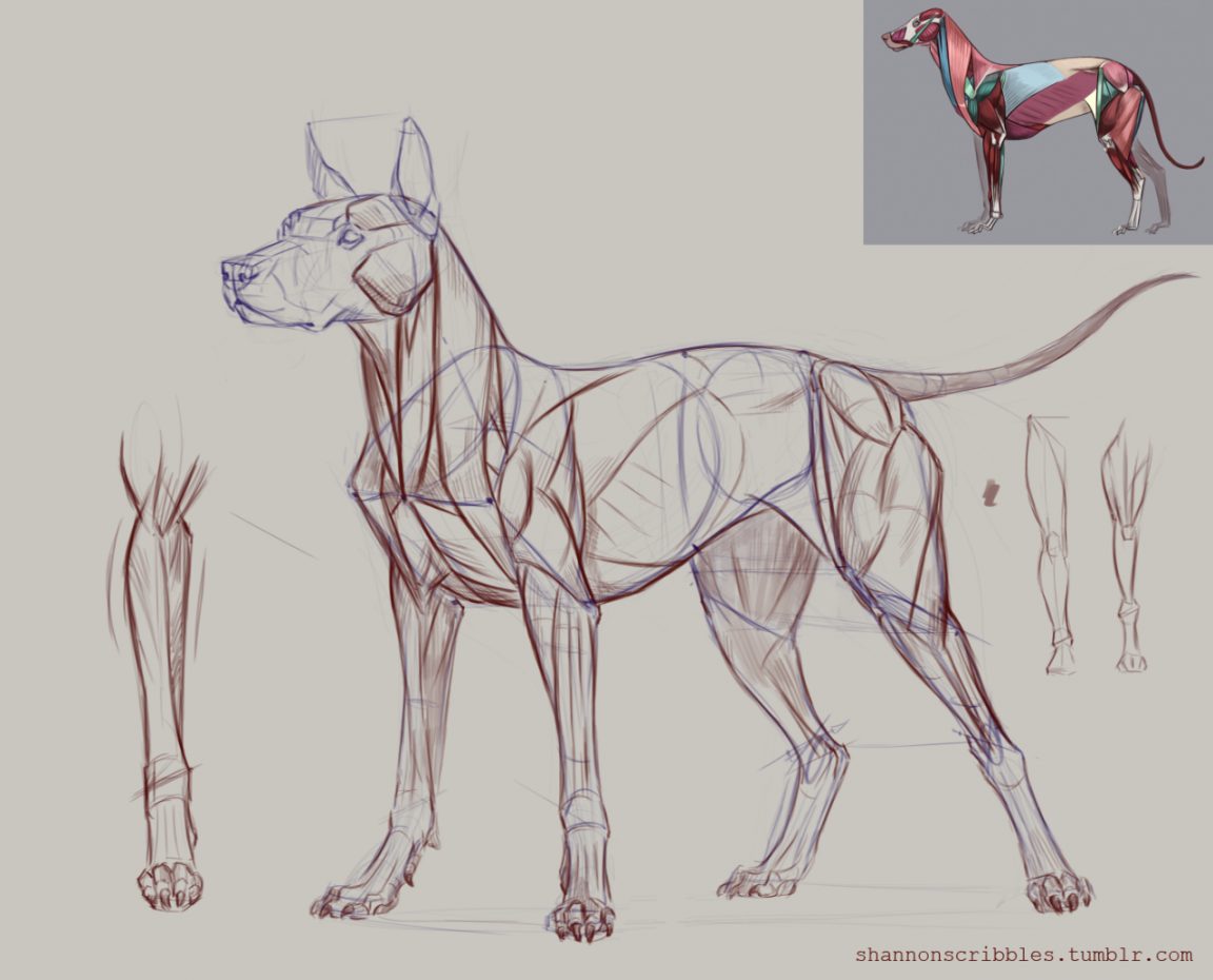 Dog muscle demo for Week !  Dog anatomy, Dog sketch, Animal drawings