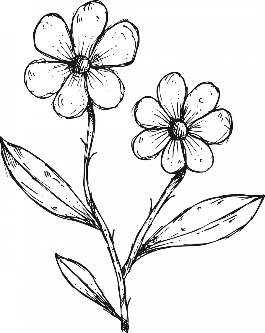 Download Flowers Plant Drawing Royalty-Free Stock Illustration