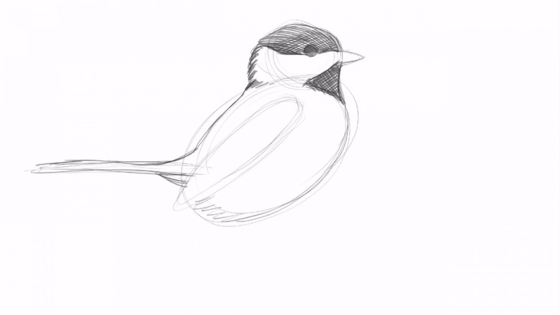 Drawing a Black-capped Chickadee with David Allen Sibley