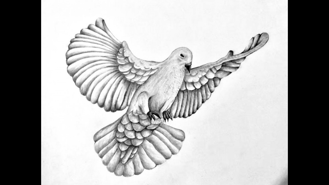 Drawing a realistic dove