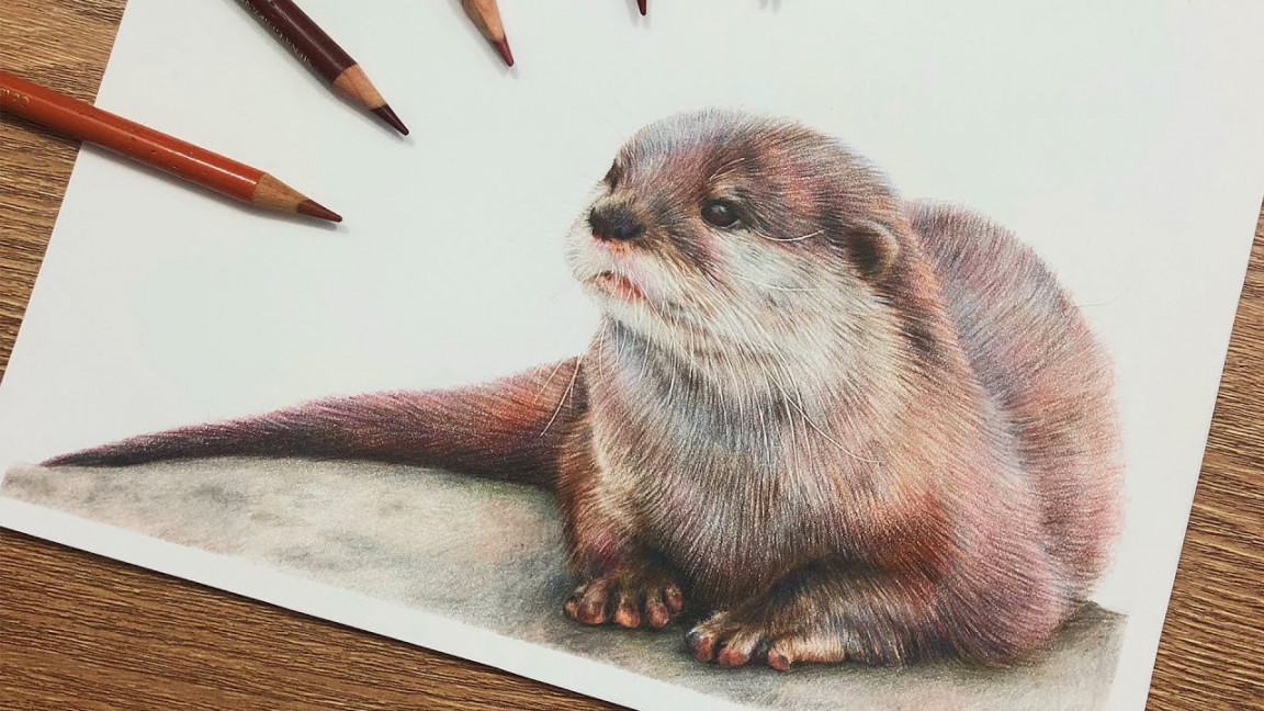 Drawing an OTTER with COLOURED PENCILS