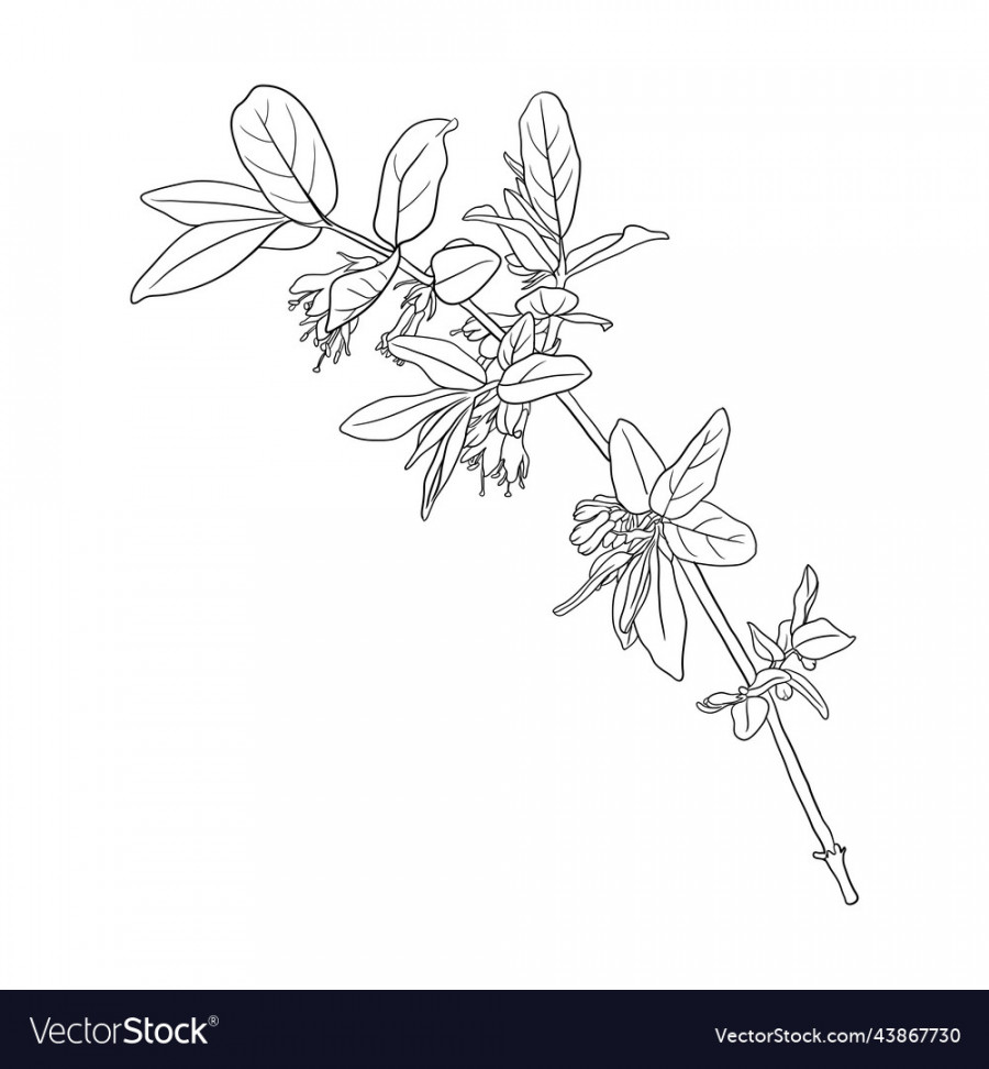 Drawing flowering branch of honeysuckle Royalty Free Vector