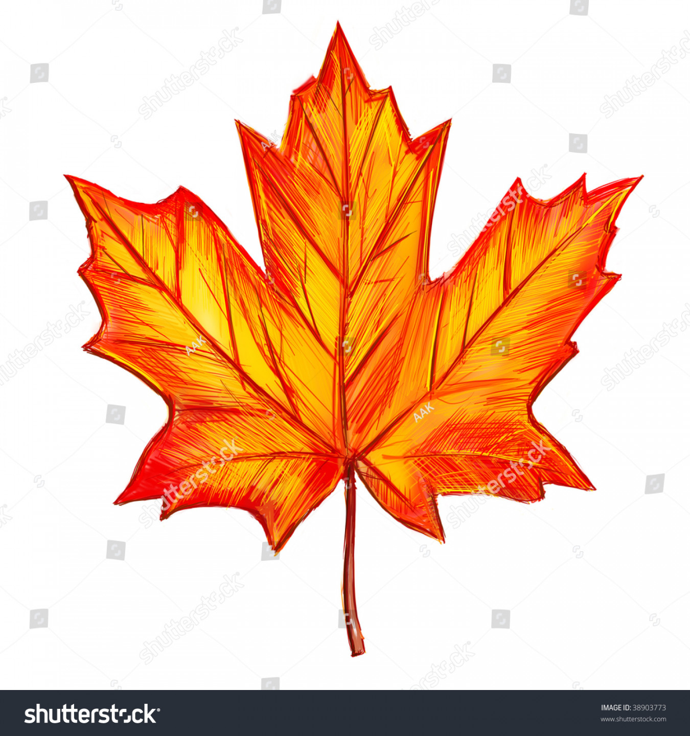 Drawing Maple Leaf Isolated On White: Stockillustration