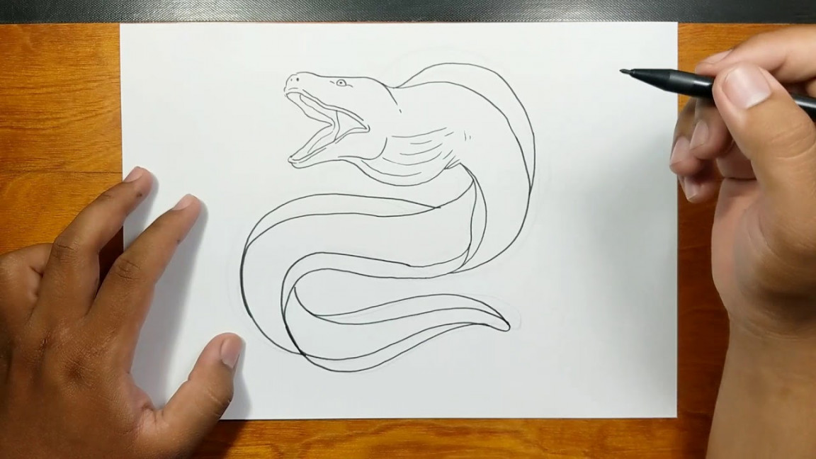 Drawing realistic ELECTRIC EEL