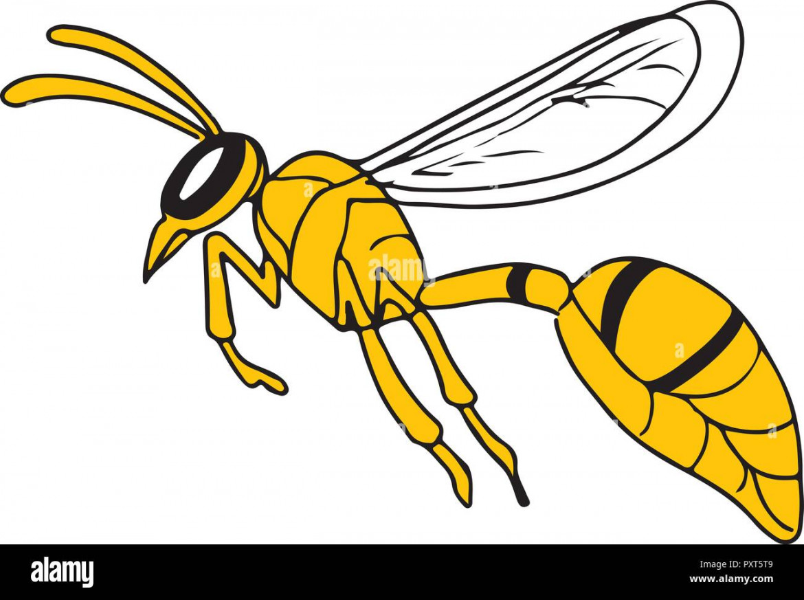 Drawing sketch style illustration of a wasp or hornet flying