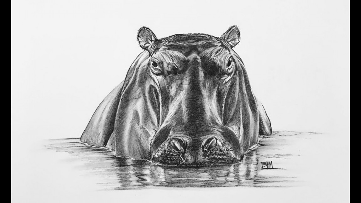 DRAWING the Hippopotamus