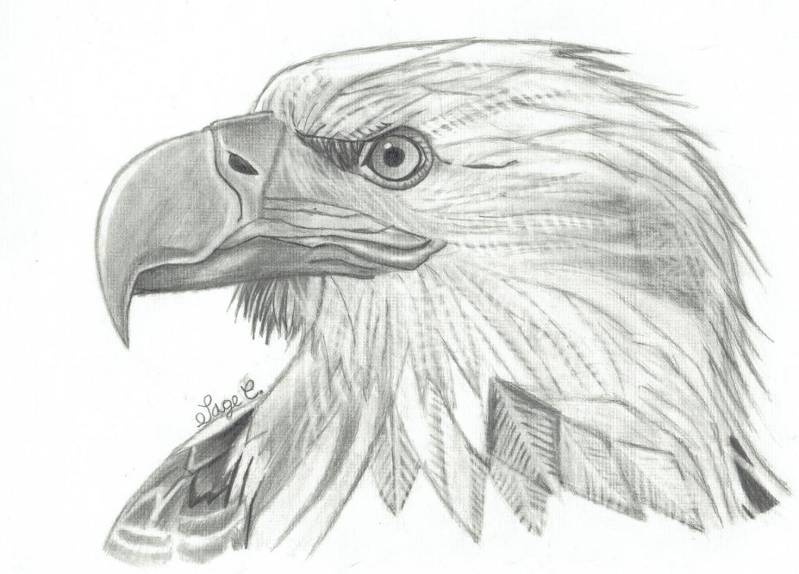 Eagle Pencil Drawing by AlmightyBhunivelze on DeviantArt