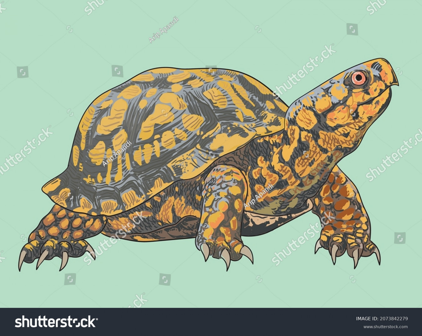 Eastern Box Turtle Drawing Beautiful Artillustration Stock Vector