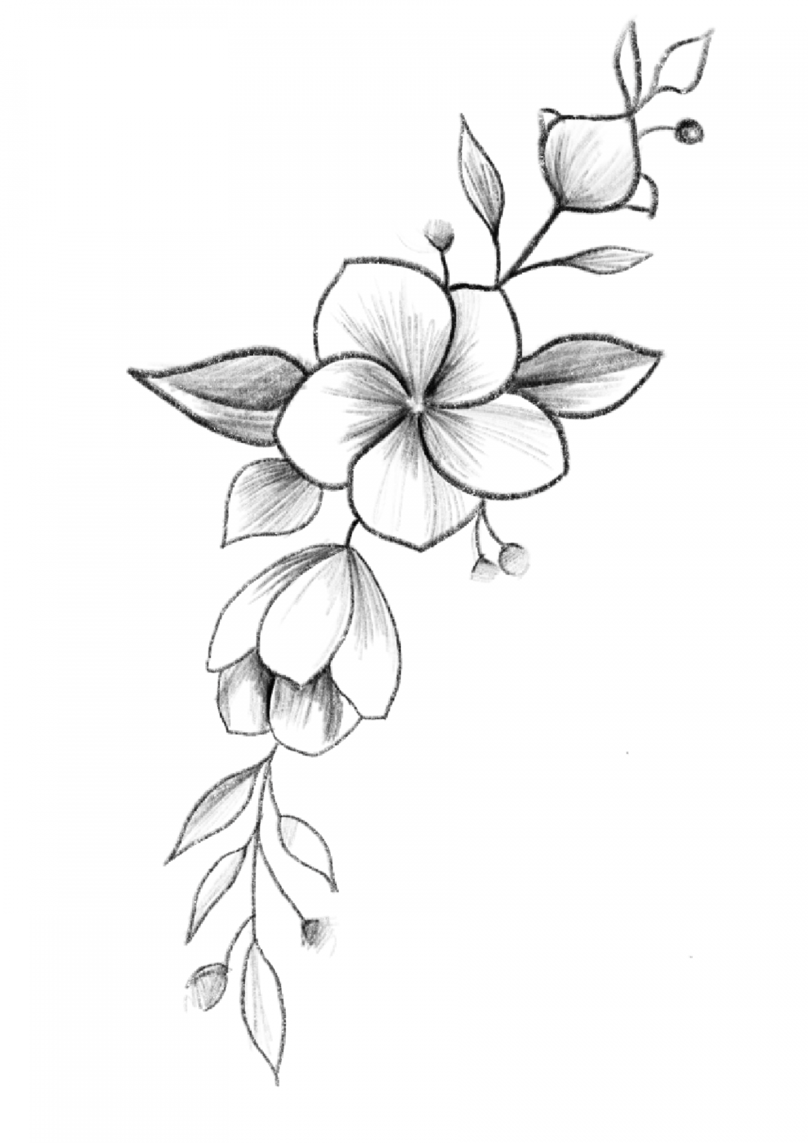 Easy Flower Drawings F  Pencil drawings of flowers, Beautiful